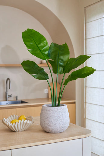 Konstgjorda växten Strelitzia Nicolai Deluxe 90 cm med sina stora gröna blad står på en ljus köksbänk bredvid en vågig skål full av gula citroner, vilket ger en tropisk atmosfär till rummet. I bakgrunden fullbordar ett handfat och minimalistisk inredning bilden.