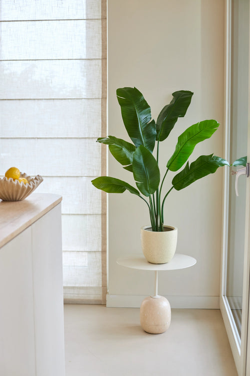En Artificiell Strelitzia Nicolai Deluxe-växt på 120 cm med stora gröna blad står på ett litet runt bord bredvid ett fönster i ett ljust, minimalistiskt kök. Det finns en skål med citroner på vänster sida av disken.