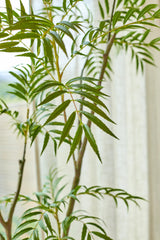 De Kunstplant Mahonia van 180 cm, met zijn lange, slanke, puntige groene bladeren, staat voor een zacht verlicht raam dat wordt omlijst door doorschijnende witte gordijnen.