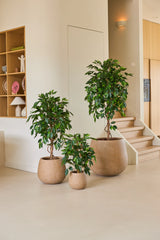 Tre krukväxter i krukor av olika storlekar, inklusive den konstgjorda växten Ficus Green 90 cm, är arrangerade på ett ljust golv nära en trappa, med trähyllor och hemtillbehör i bakgrunden – ett idealiskt arrangemang av kontorsväxter för alla moderna arbetsplatser.
