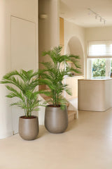 Twee palmplanten in potten, waaronder de opvallende kunstplant Phoenix van 160 cm in moderne grijze plantenbakken, staan op een lichte vloer in een minimalistisch beige interieur met natuurlijk licht dat door een groot raam naar binnen valt — perfect om een vleugje tropische planten toe te voegen aan een luxe interieur.