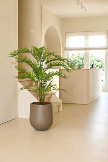 Een Kunstplant Phoenix van 160 cm staat op een lichtgekleurde vloer in een lichte, moderne kamer met grote ramen, crèmekleurige muren en een minimalistische inrichting – en voegt zo de charme van tropische planten toe aan je luxe interieur.