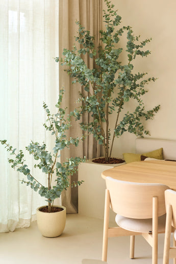 Twee Kunstplant Eucalyptus kunstplanten van 150 cm, geplaatst naast transparante gordijnen en beige muren, gecombineerd met een eettafel van licht hout en stoelen in een minimalistisch, modern interieur.