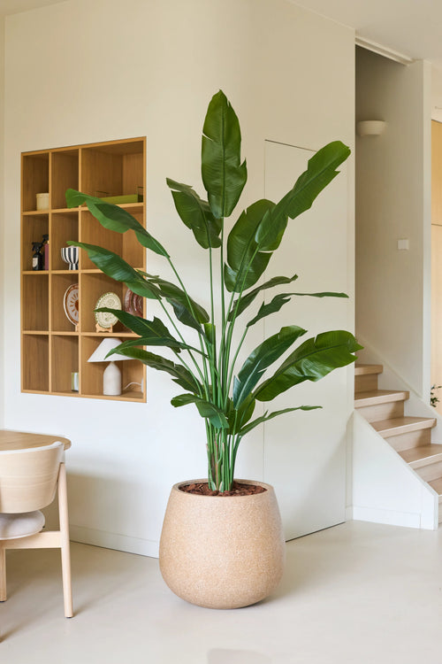 En konstgjord Strelitzia Nicolai Deluxe-växt på 210 cm med långa gröna blad står bredvid en trästol i ett modernt, minimalistiskt rum med vita väggar, trähyllor och en trappa i bakgrunden. Denna tropiska konstgjorda växt ger det moderna utrymmet en touch av naturlig elegans.