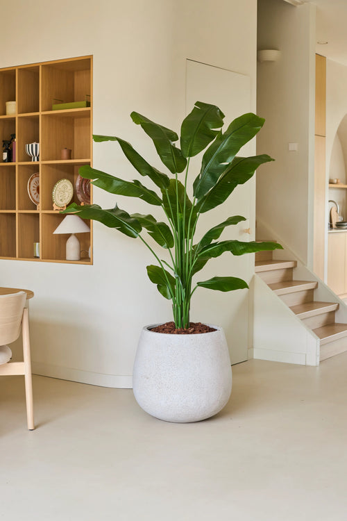 Konstgjorda växten Strelitzia Nicolai Deluxe 180 cm, med sina breda gröna blad, står på ett ljust golv i ett modernt, minimalistiskt vardagsrum nära trappan och ett träställ med prydnadsföremål, och ger rummet en tropisk semesterkänsla.