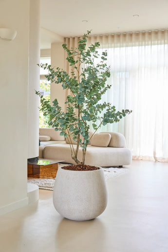 De Kunstplant Eucalyptus 180 cm staat op een lichte vloer in een moderne, minimalistische woonkamer met beige meubels, grote ramen en doorschijnende gordijnen die ervoor zorgen dat de ruimte baadt in natuurlijk licht.