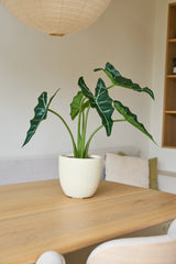 Den Artificiella Alocasia-växten på 80 cm, med stora gröna blad, står på ett ljust träbord i ett minimalistiskt rum med mjuk belysning och neutral inredning.