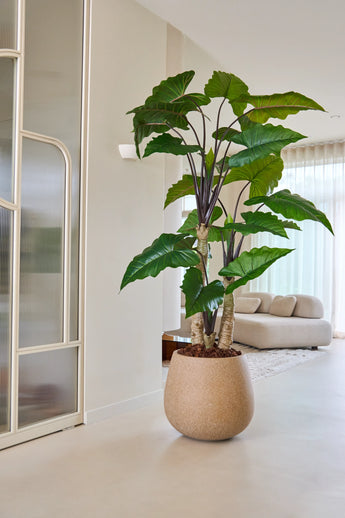 Den 240 cm artificiella Alocasia-växten, med sina breda gröna blad, står framträdande i ett ljust, modernt vardagsrum med en ljus soffa, genomskinliga gardiner och minimalistisk inredning.