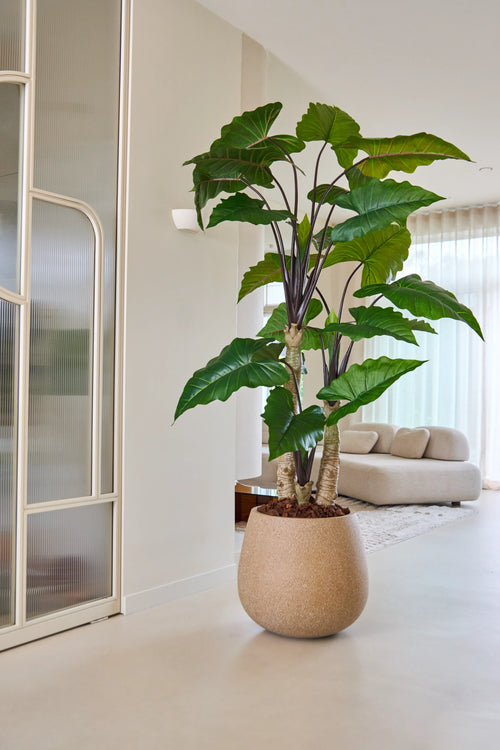 Den 240 cm artificiella Alocasia-växten, med sina breda gröna blad, står framträdande i ett ljust, modernt vardagsrum med en ljus soffa, genomskinliga gardiner och minimalistisk inredning.