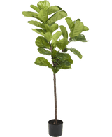 Ficus Tobaksplanta Deluxe 155 cm