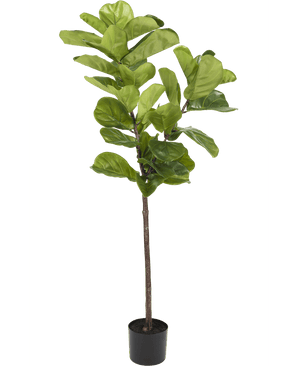 Ficus Tobaksplanta Deluxe 155 cm