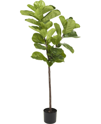 Ficus Tobaksplanta Deluxe 155 cm