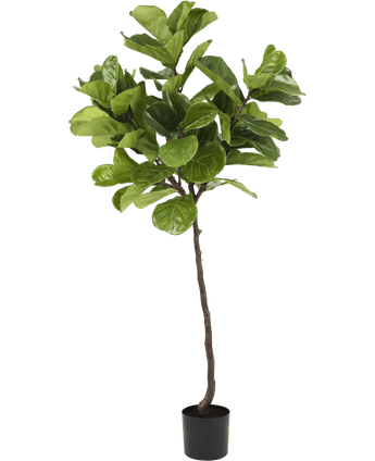 Ficus Tobaksplanta Deluxe 180 cm