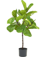 Ficus Tobaksplanta Deluxe 90 cm