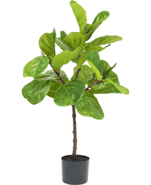 Ficus Tobaksplanta Deluxe 90 cm