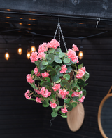 Den konstgjorda Begonia rosa i korg UV 70cm, med frodiga gröna blad och rosa blommor, hänger på en kedja. Varma betesljus och en rund spegel accentuerar den mörka träbakgrunden.