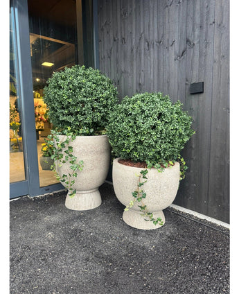 Twee Kunst Buxus op stam UV d60 cm plantenbakken met ronde buxusstruiken staan buiten een gebouw met donkerhouten gevelbekleding bij een glazen deur.