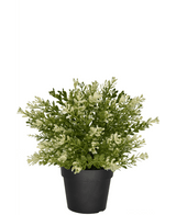 Konstgjord Buxus i kruka 23 cm UV