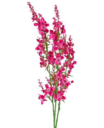 Konstgjord blomma Catnip 75 cm rosa