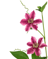 Konstgjord blomma Clematis dubbel 78 cm lila