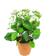 Konstgjord blomma Kalanchoe växt 31 cm vit