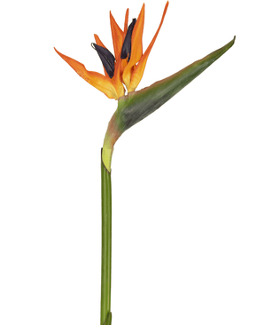 Konstgjord blomma Strelitzia 86 cm röd/lila