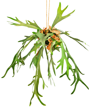 Konstgjord hängande växt Staghorn på boll 89 cm