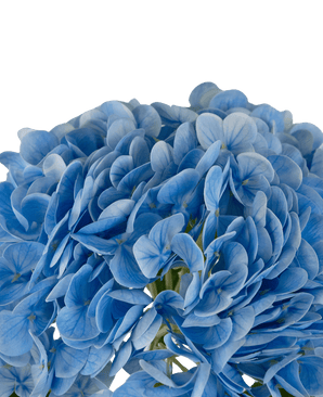 Konstgjord hortensia "Annabelle" Real Touch Blå 55cm