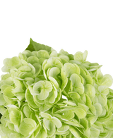 Konstgjord hortensia "Annabelle" Real Touch Green 55cm