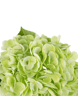 Konstgjord hortensia "Annabelle" Real Touch Green 55cm