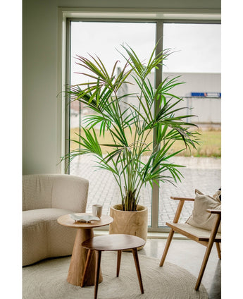 Konstgjord palm Kentia 190 cm