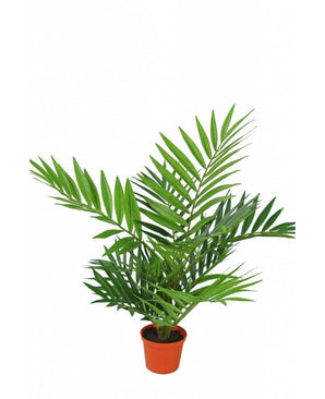 Konstgjord palm Parlour 60 cm