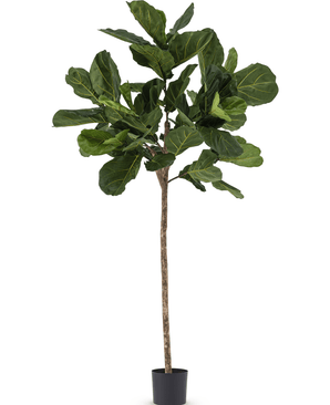 Konstgjord tobaksplanta Ficus Lyrate 225 cm