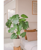 Konstgjord växt Alocasia 120 cm