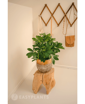 Konstgjord växt Baby Schefflera 45 cm