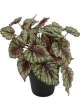 Konstgjord växt Begonia i kruka 35cm