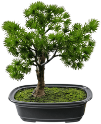 Konstgjord växt Bonsai Enbär 20 cm