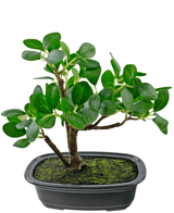 Konstgjord växt Bonsai Ficus 20 cm