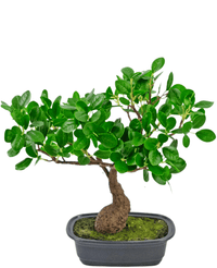 Konstgjord växt Bonsai Ficus 30 cm