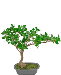 Konstgjord växt Bonsai Ficus 40 cm