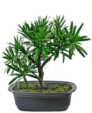 Konstgjord växt Bonsai Podocarpus 20 cm