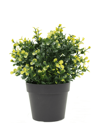 Konstgjord växt Buxus gul i kruka 19 cm UV