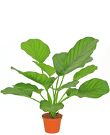 Konstgjord växt Calathea 46 cm