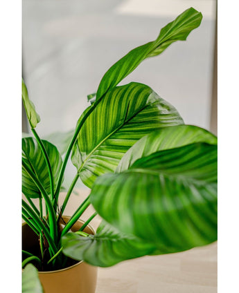 Konstgjord växt Calathea Fasciata 53 cm i kruka