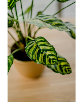 Konstgjord växt Calathea Makoyana 60 cm