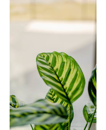 Konstgjord växt Calathea Makoyana 60 cm