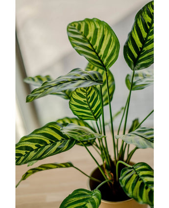 Konstgjord växt Calathea Makoyana 60 cm