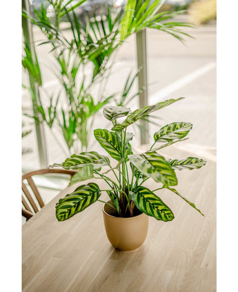 Konstgjord växt Calathea Makoyana 60 cm