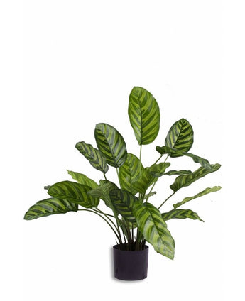 Konstgjord växt Calathea Makoyana 60 cm