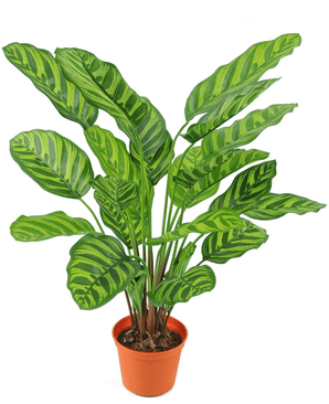 Konstgjord växt Calathea Makoyana 60 cm röd